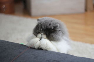 Fluffy Cat - Obrázkek zdarma pro Sony Xperia E1