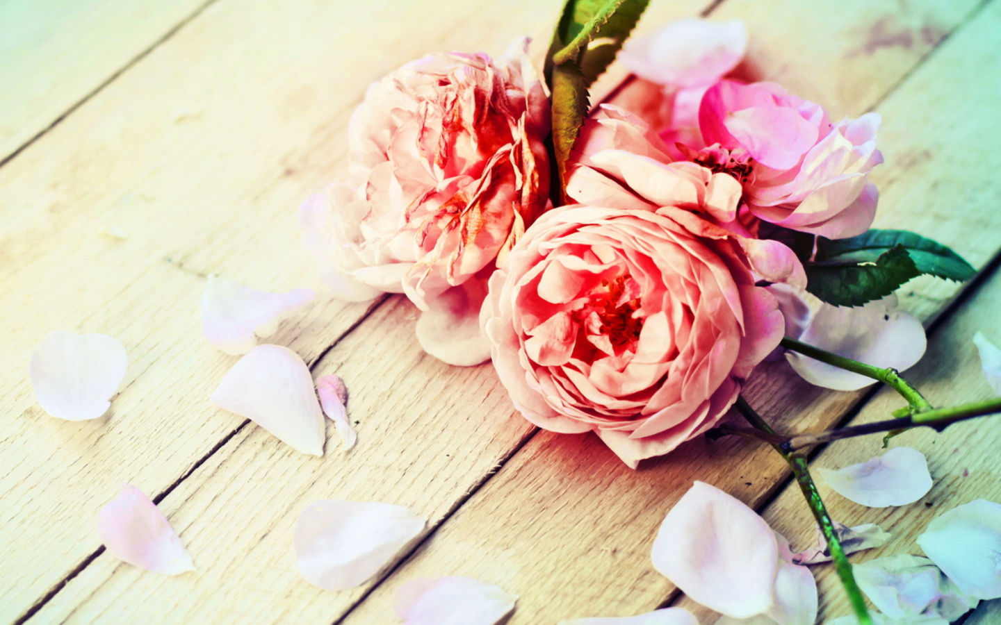 Rose Petals screenshot #1 1440x900