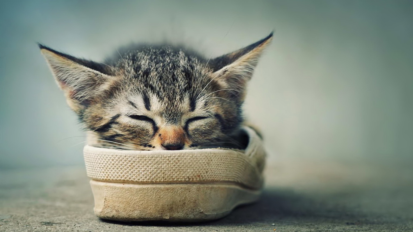Обои Grey Kitten Sleeping In Shoe 1366x768