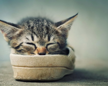 Обои Grey Kitten Sleeping In Shoe 220x176