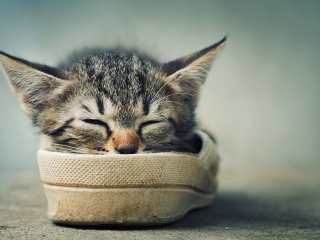 Grey Kitten Sleeping In Shoe wallpaper 320x240