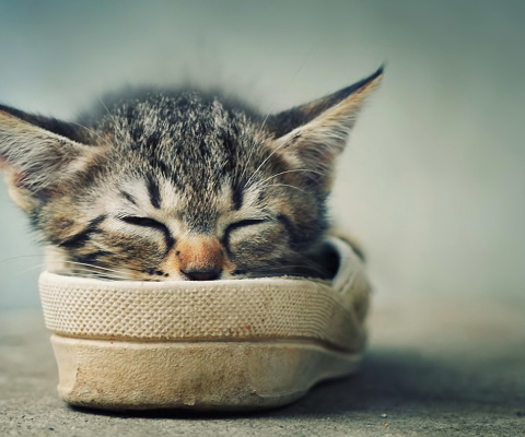 Grey Kitten Sleeping In Shoe wallpaper 480x400