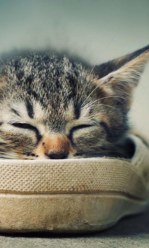 Sfondi Grey Kitten Sleeping In Shoe 480x800