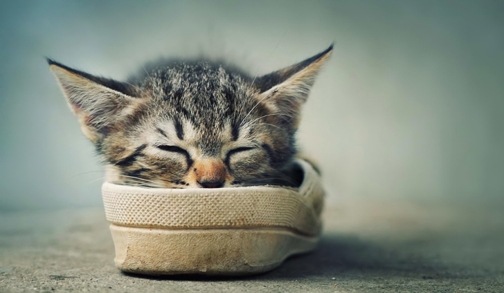 Обои Grey Kitten Sleeping In Shoe