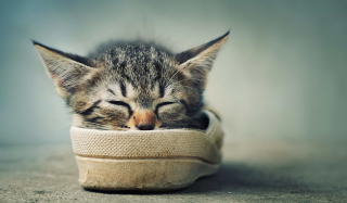 Kostenloses Grey Kitten Sleeping In Shoe Wallpaper für Android, iPhone und iPad