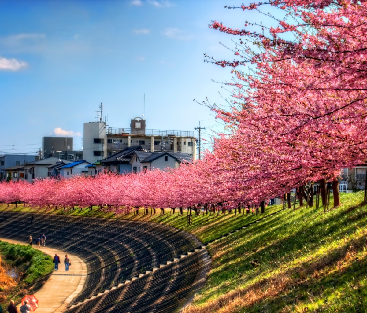 Sakura Time screenshot #1 1200x1024