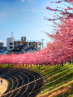 Sakura Time screenshot #1 240x320