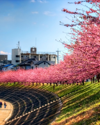 Sakura Time - Obrázkek zdarma pro Nokia Asha 503