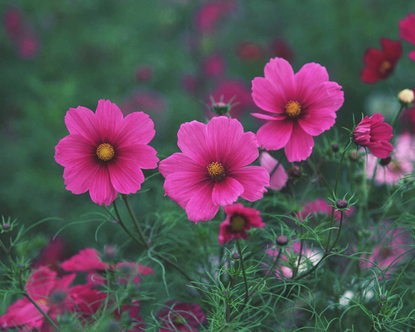 Fondo de pantalla Bright Pink Flowers 1600x1280