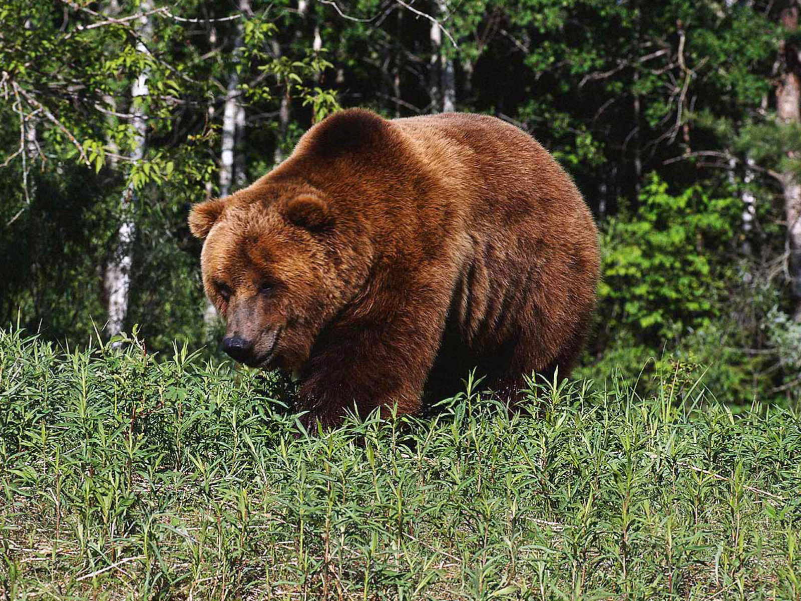 Sfondi Brown Bear 1600x1200