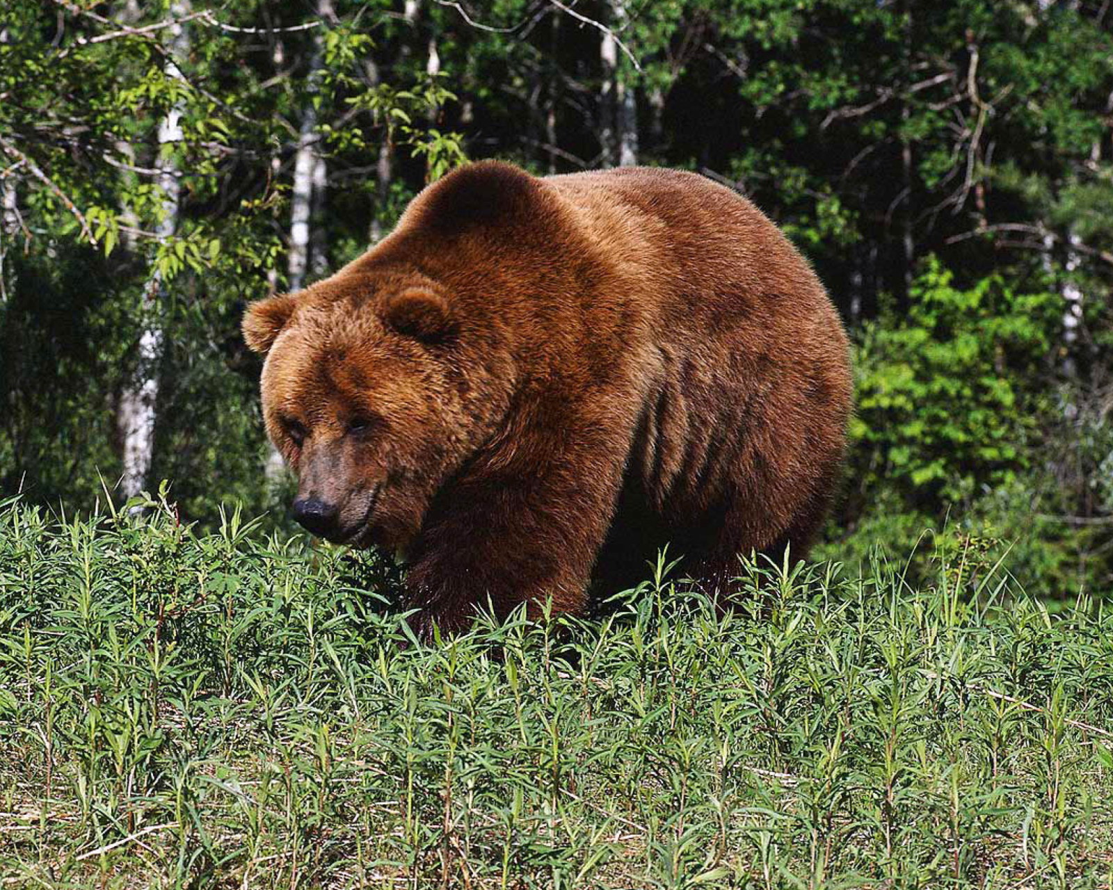 Sfondi Brown Bear 1600x1280