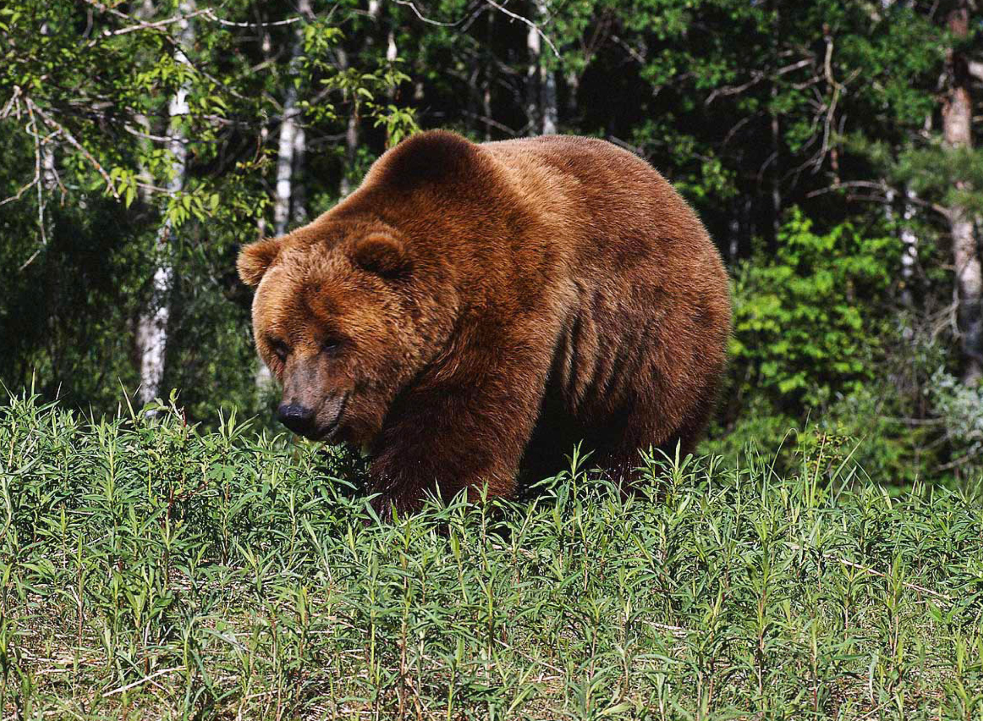 Sfondi Brown Bear 1920x1408