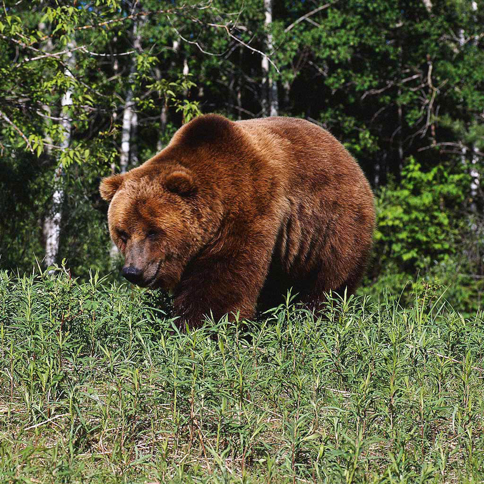 Brown Bear wallpaper 2048x2048