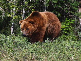 Das Brown Bear Wallpaper 320x240