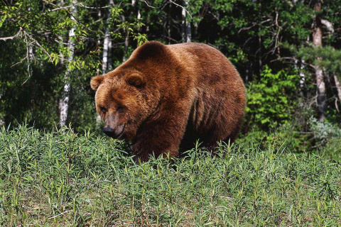 Sfondi Brown Bear 480x320