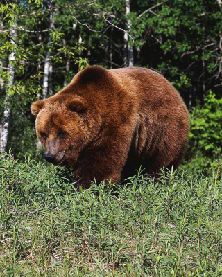 Brown Bear - Obrázkek zdarma pro 750x1334