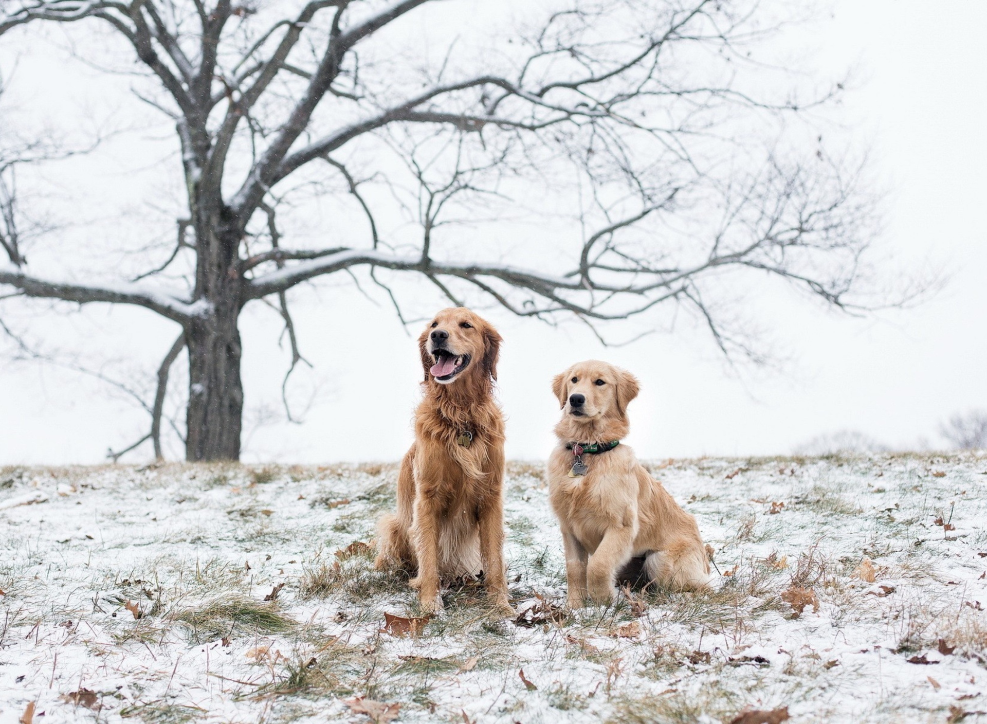 Two Dogs In Winter screenshot #1 1920x1408