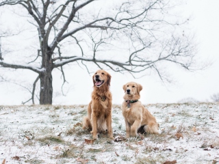Two Dogs In Winter screenshot #1 320x240