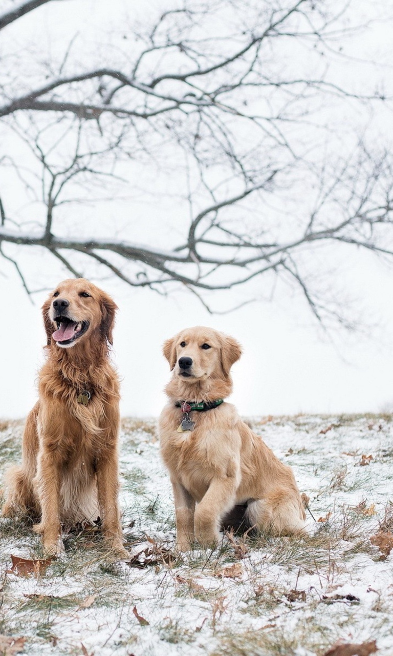 Screenshot №1 pro téma Two Dogs In Winter 768x1280