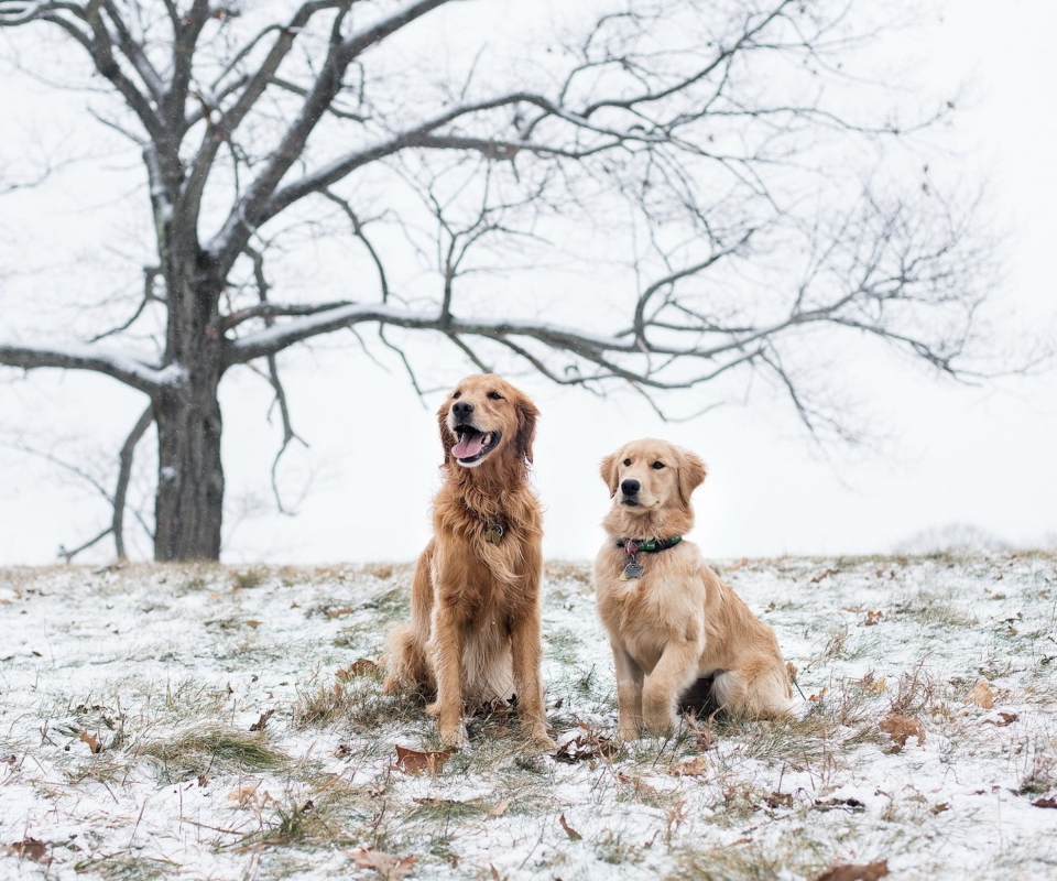 Screenshot №1 pro téma Two Dogs In Winter 960x800