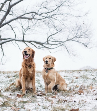 Two Dogs In Winter - Obrázkek zdarma pro 768x1280
