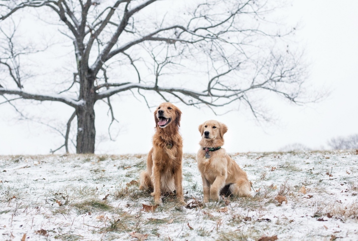 Two Dogs In Winter wallpaper