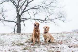 Two Dogs In Winter - Obrázkek zdarma 