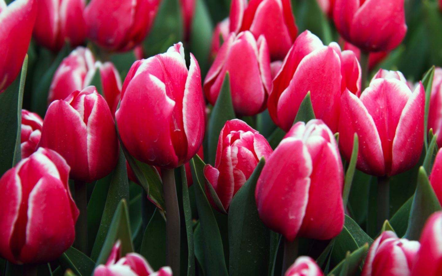 Sfondi Red Tulips 1440x900