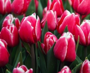 Обои Red Tulips 176x144