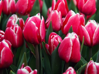 Red Tulips screenshot #1 320x240