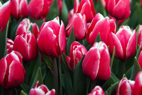 Fondo de pantalla Red Tulips 480x320