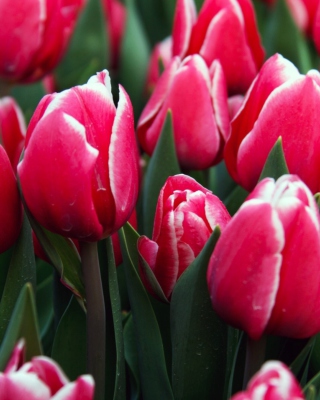 Red Tulips Wallpaper for Huawei G7300