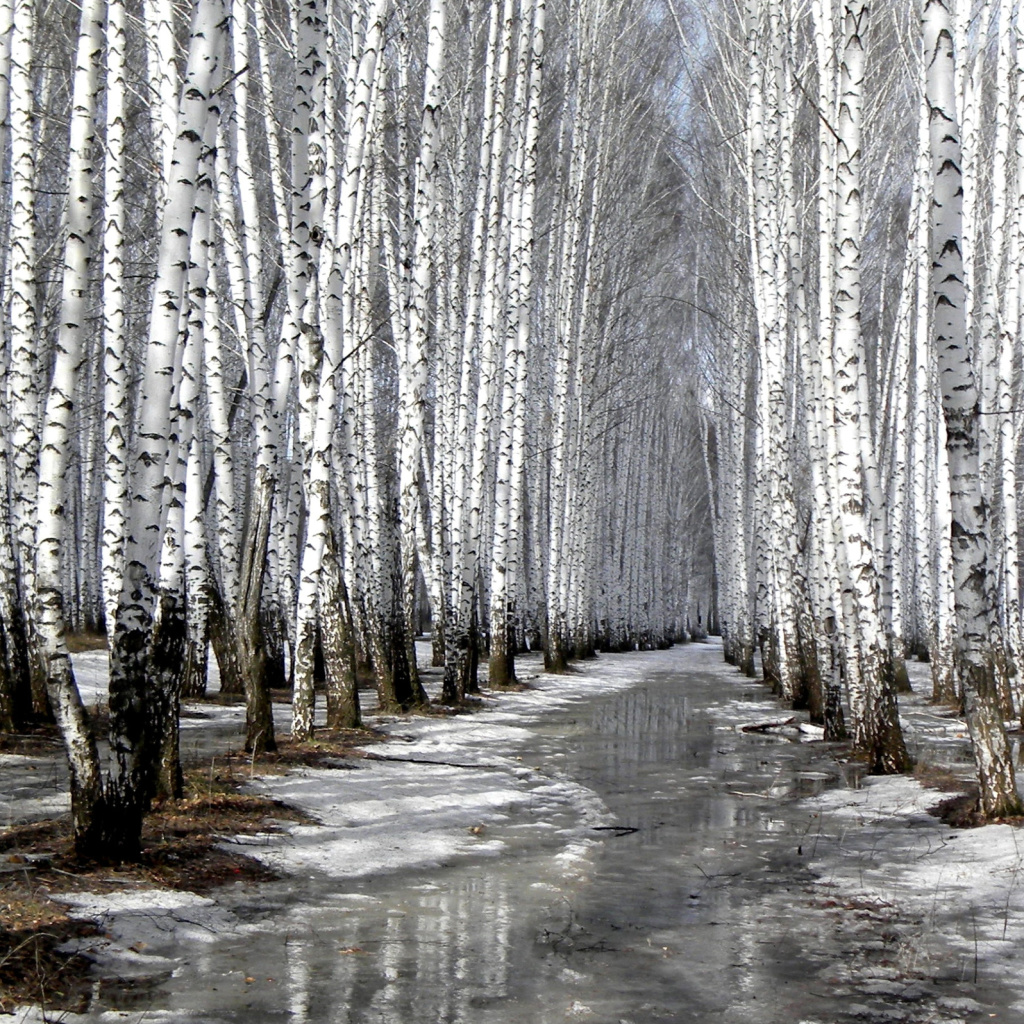 Birch forest in autumn wallpaper 1024x1024