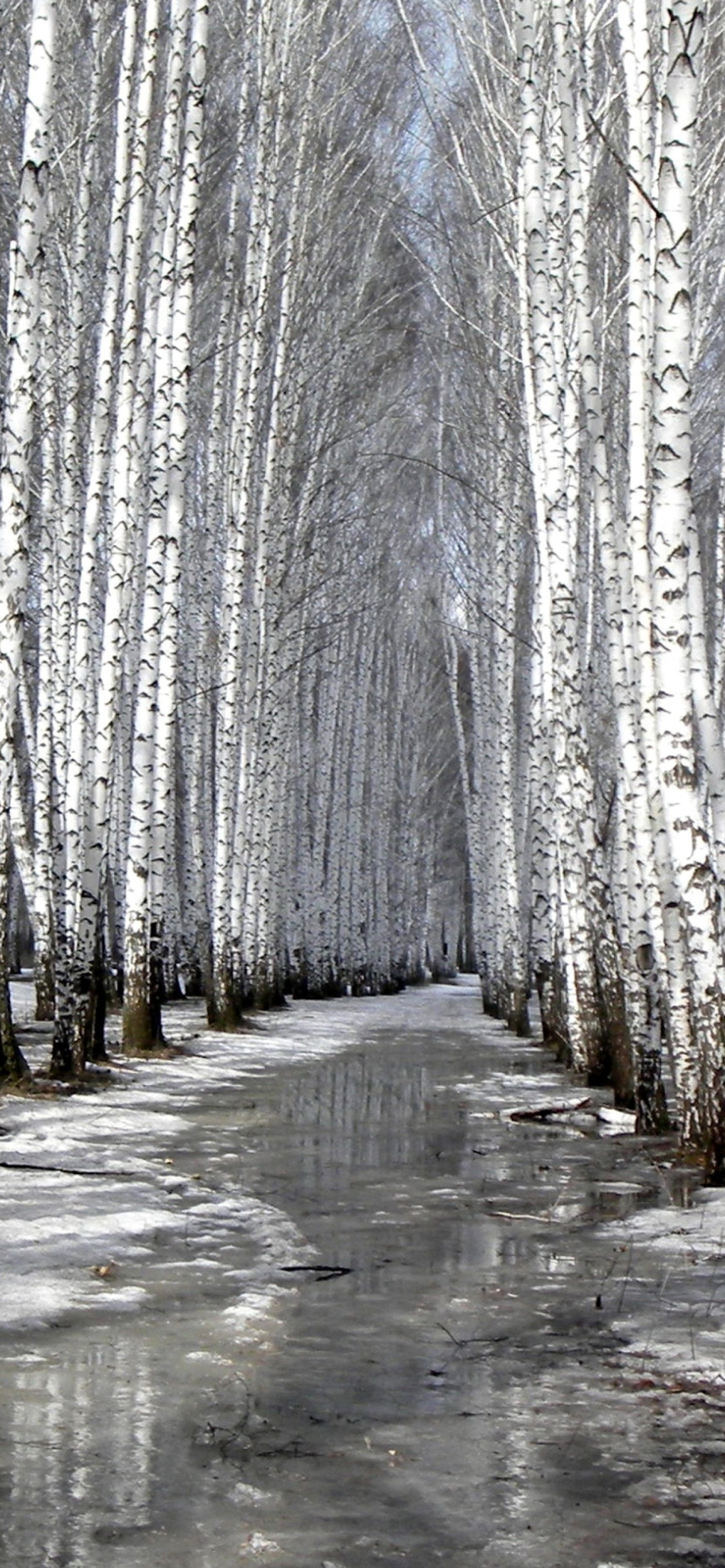 Birch forest in autumn wallpaper 1170x2532