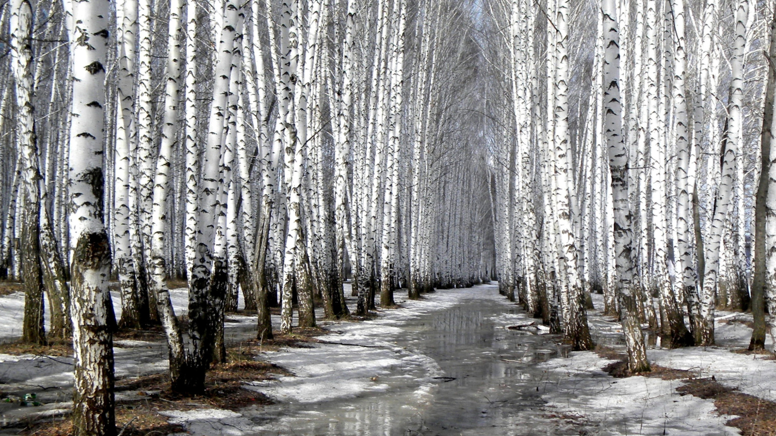 Birch forest in autumn wallpaper 1600x900