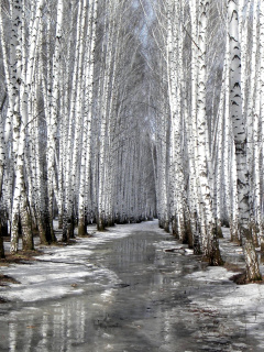 Birch forest in autumn screenshot #1 240x320