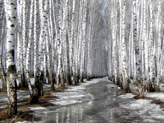Обои Birch forest in autumn 320x240
