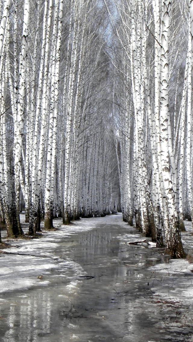 Birch forest in autumn wallpaper 640x1136