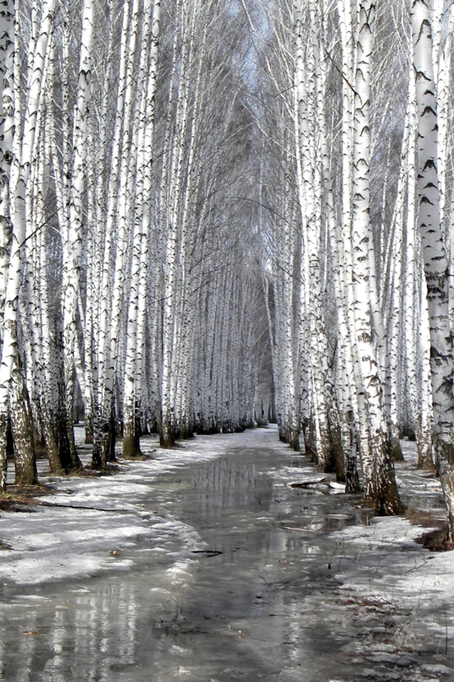 Обои Birch forest in autumn 640x960