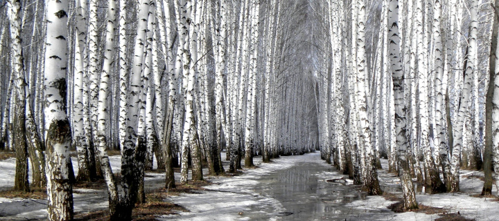 Birch forest in autumn wallpaper 720x320