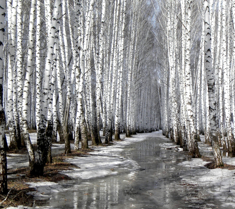 Das Birch forest in autumn Wallpaper 960x854