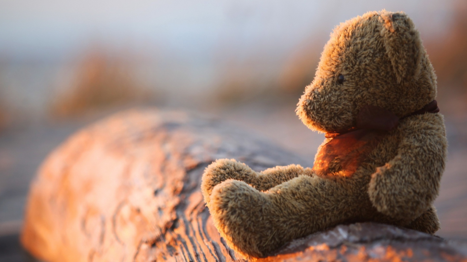 Fondo de pantalla Lonely Teddy Bear 1600x900