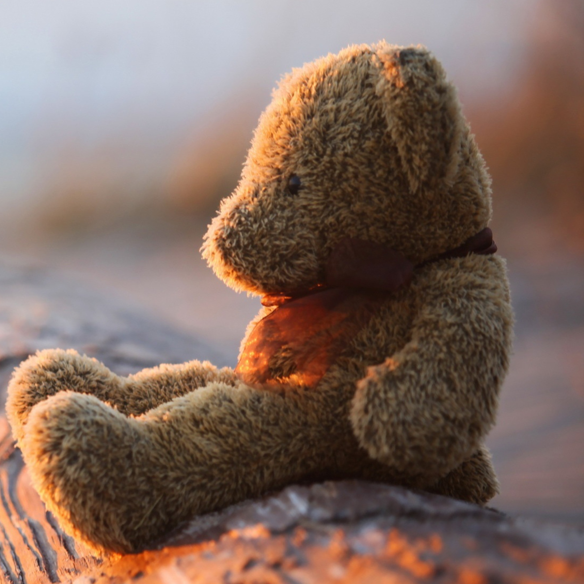 Fondo de pantalla Lonely Teddy Bear 2048x2048