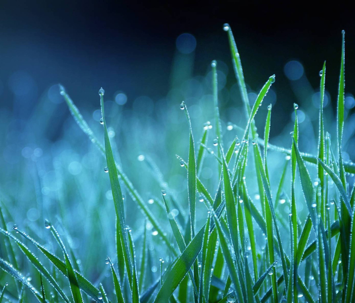 Screenshot №1 pro téma Dew Drops On Grass 1200x1024