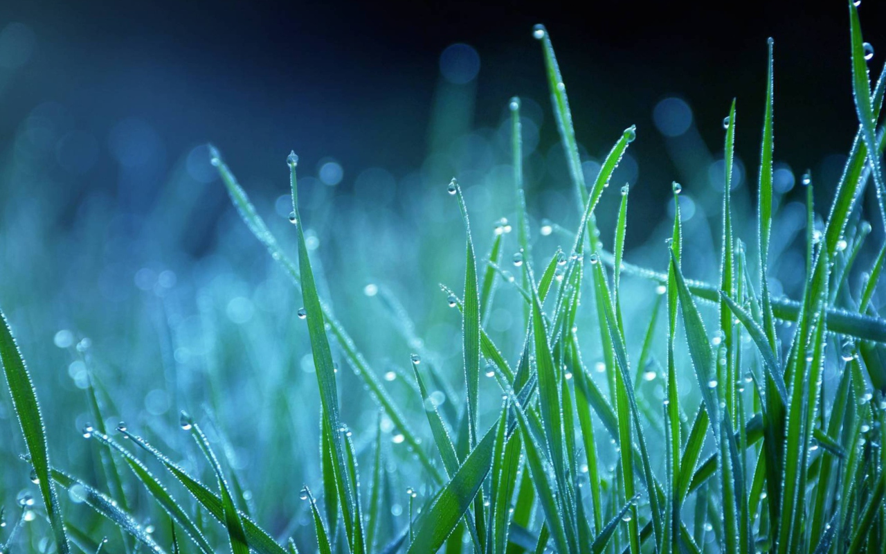 Screenshot №1 pro téma Dew Drops On Grass 1280x800
