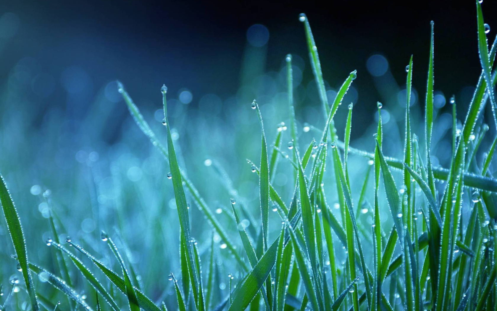 Dew Drops On Grass screenshot #1 1680x1050