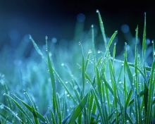 Sfondi Dew Drops On Grass 220x176