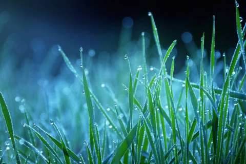 Das Dew Drops On Grass Wallpaper 480x320