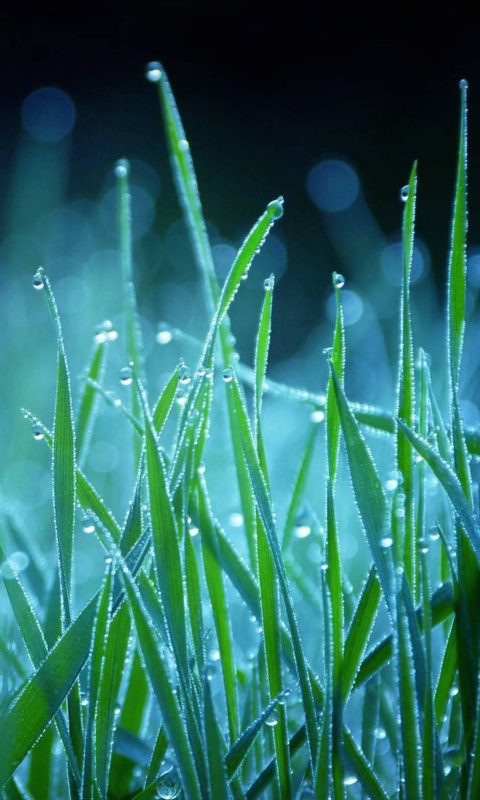 Das Dew Drops On Grass Wallpaper 480x800