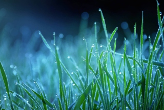 Dew Drops On Grass - Obrázkek zdarma pro Nokia Asha 210